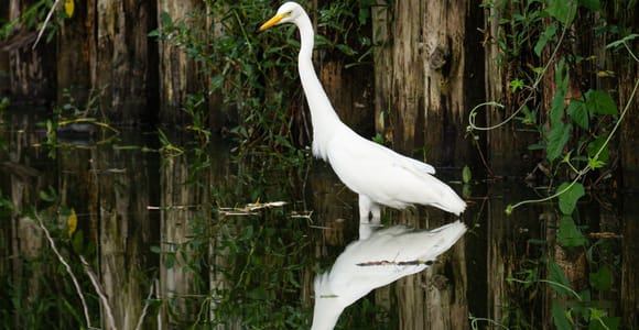 Singapore: Wetland Reserve Private Nature Tour