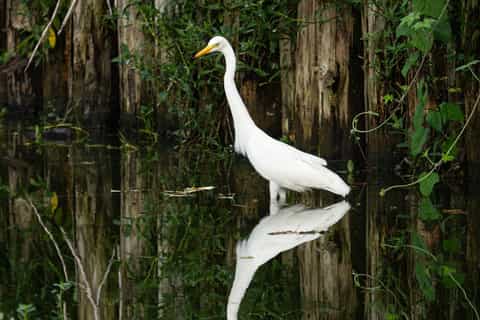 Singapore: Wetland Reserve Private Nature Tour - Image 3
