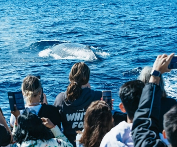 Spirit of Gold Coast 2.5-Hour Whale Watching Tour