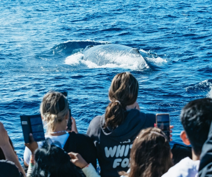 Circuit d'observation des baleines de 2,5 heures avec Spirit of Gold Coast
