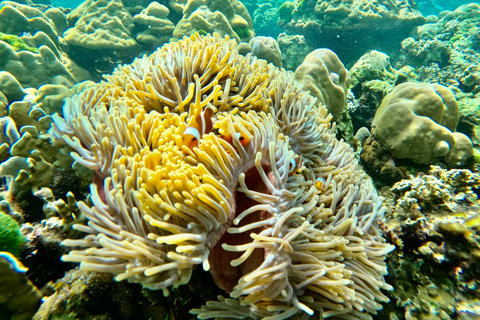 isla phi phi : Alquiler de barcos privados de madera de lujo