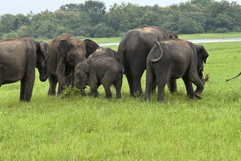 Minneriya: Private Jeep Safari & Guided Kayak Experience