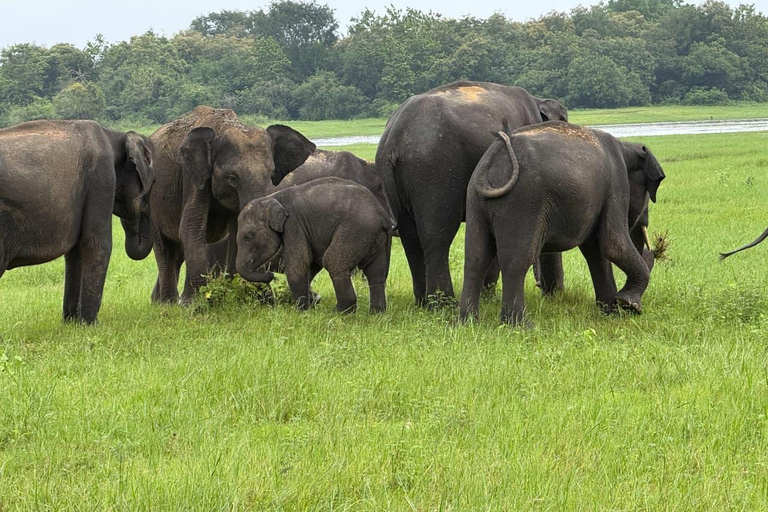 Minneriya: Private Jeep Safari & Guided Kayak Experience
