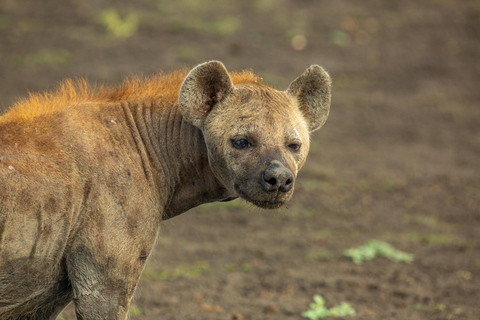 From Zanzibar: Nyerere National Park Day Safari with Flights