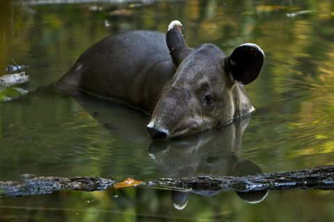 Parque Nacional do Corcovado: Dois dias de selva e animais