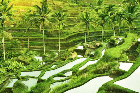 Ubud: foresta delle scimmie, tempio, terrazze di riso, cascata nascostaTour privati