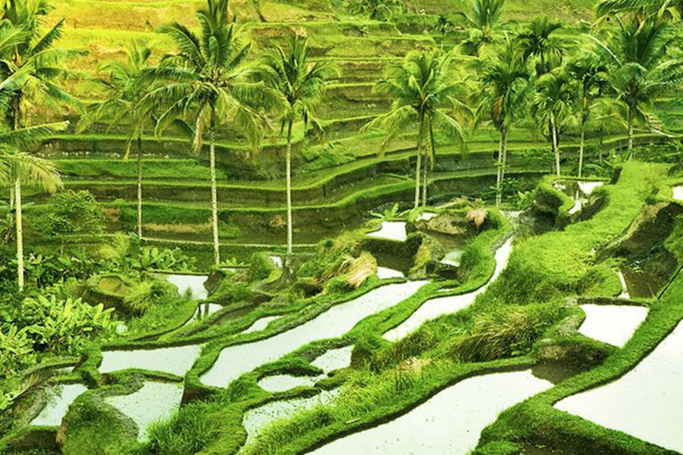 Ubud: foresta delle scimmie, tempio, terrazze di riso, cascata nascostaTour privati