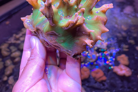 Port Douglas: Forever Reef Project Coral Biobank Guided Tour