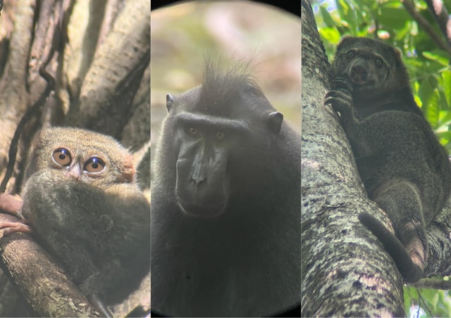 From Manado: Tangkoko Nature Reserve Guided Wildlife Tour