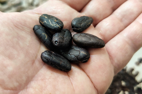 Chocolatier for a day: raw bean to bar chocolate in Modica