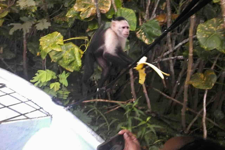 Panamá: Excursión a la Isla de los Monos, el Santuario de los Perezosos y el Lago Gatún