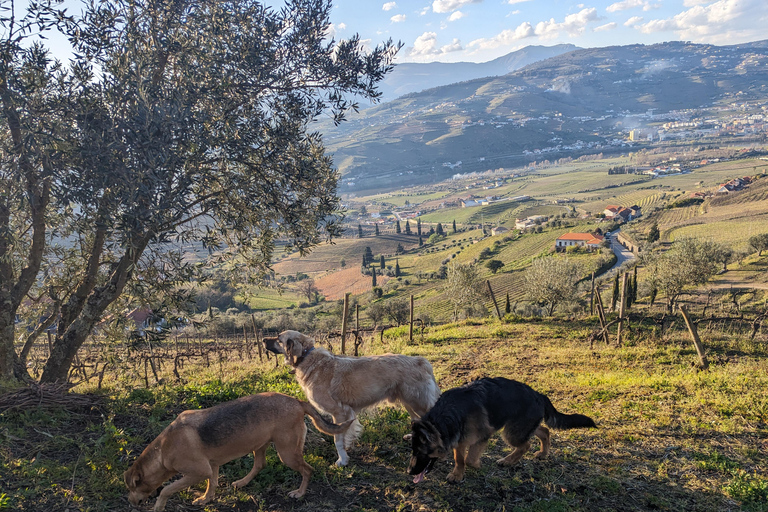 From Porto: Wine Trip w/ Tastings, Chef's Lunch & Boat Tour