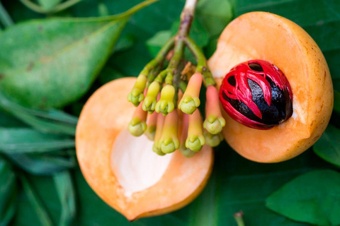 ZANZIBAR: Spice Farm, Jozani Forest, & Relax in Mtende beach Private Tour With Hotel Pickup and drop-off off included