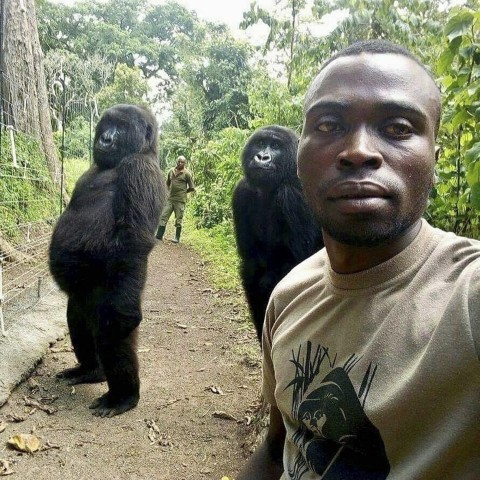 Visit Gorilla Trekking Tours in Bwindi Impenetrable National Park