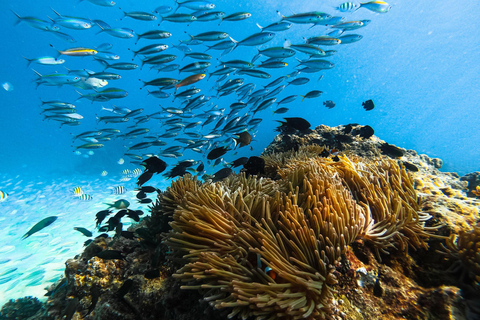 Krabi: Phi Phi Islands and Railay Sunset Tour