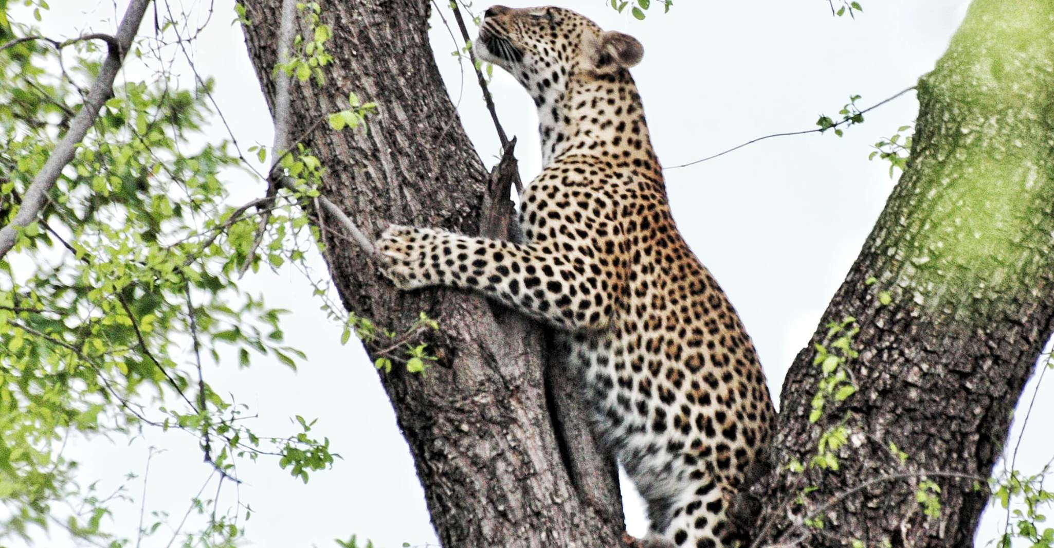 Hwange Day and Overnight Safari - Housity