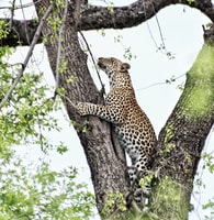 Hwange Day and Overnight Safari - Housity