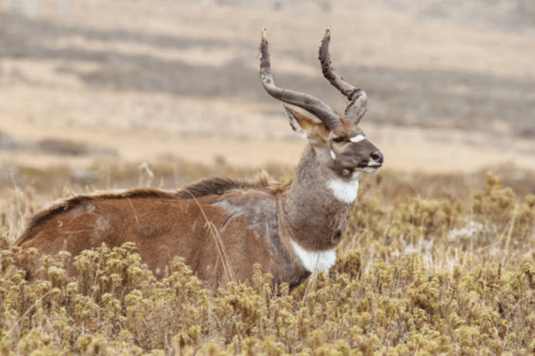 Addis Ababa: 6-Day Abijata Shalla NP & Bale Mountains Tour
