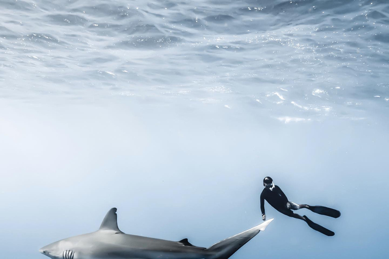 Oahu: Cage-Free Shark Diving Adventure Oahu: Cage-Free Shark Diving Adventure with Photos