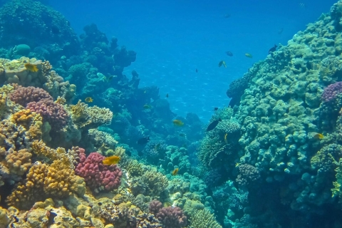 Sharm: Isla Blanca y Ras Mohamed con traslados privadosTour en barco de introducción al buceo con traslados privados, almuerzo y bebidas
