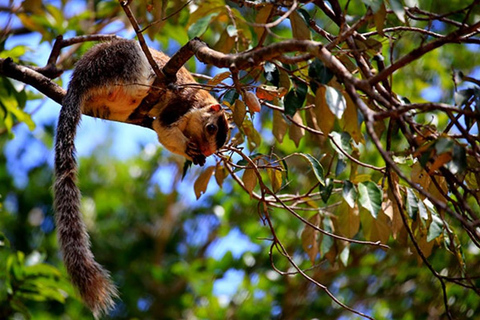 Anuradhapura: Wilpattu National Park Tagestour mit EintrittAnuradhapura: Wilpattu National Park Tagestour mit Ticket