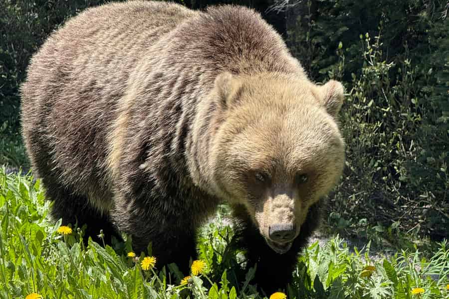 Calgary: Premium-Tagestour durch den Yoho-Nationalpark mit Führung. Foto: GetYourGuide Calgary: Premium-Tagestour durch den Yoho-Nationalpark mit Führung. Foto: GetYourGuide