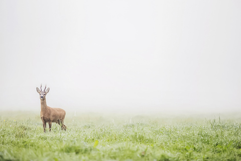 From Stockholm: Wildlife Safari with Campfire Dinner