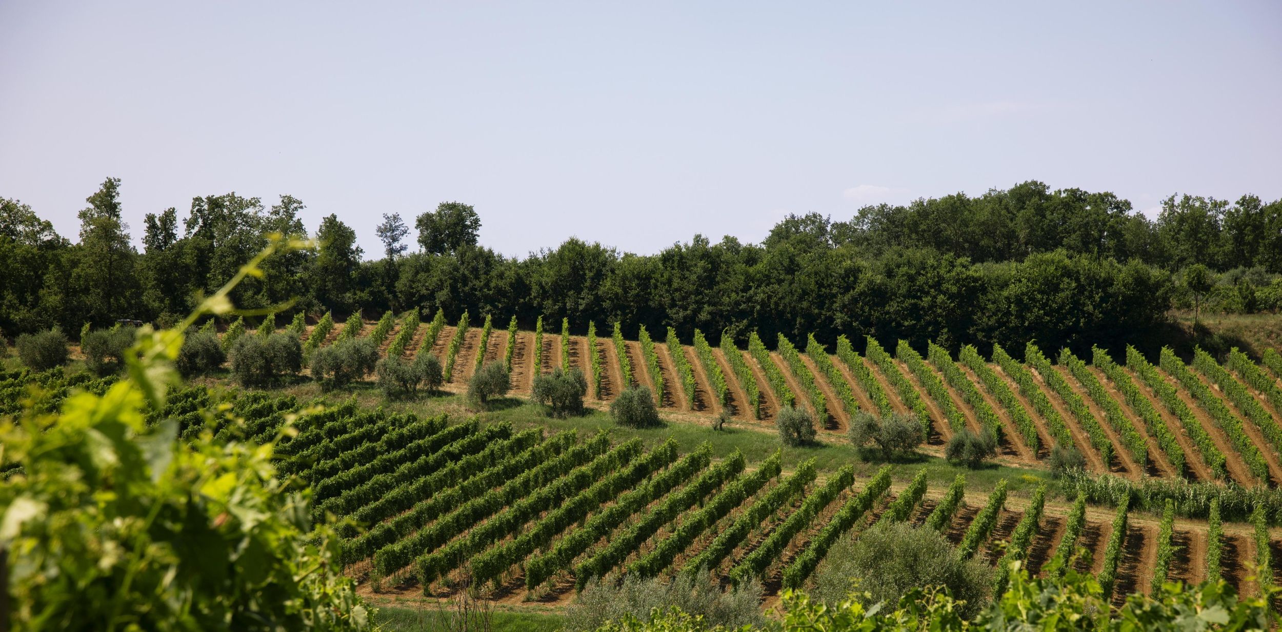 Perugia: Weingut-Tour & Lebensmittelverkostung - geführt vom Besitzer