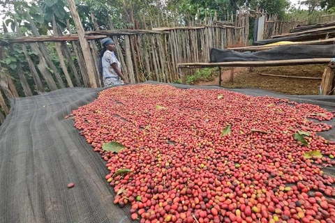 From Addis Ababa: 10-Day Ethiopian Coffee Route Tour