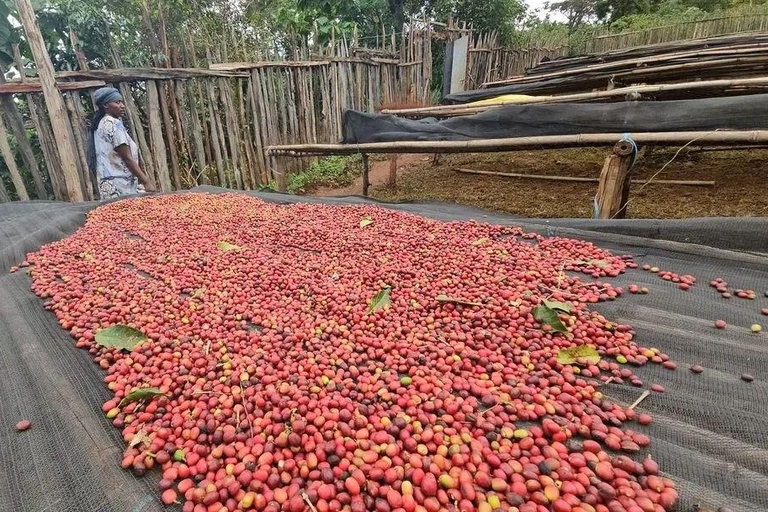 From Addis Ababa: 10-Day Ethiopian Coffee Route Tour