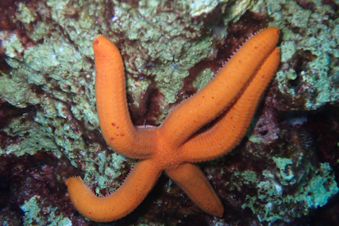 كوليمبيا، رودس: مغامرة غوص لجميع المستوياتكوليمبيا، رودس: مغامرة غوص للمبتدئين والمعتمدين