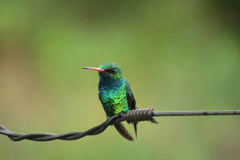 Colonia del Sacramento: Birdwatching Sightseeing Tour in the Historic District