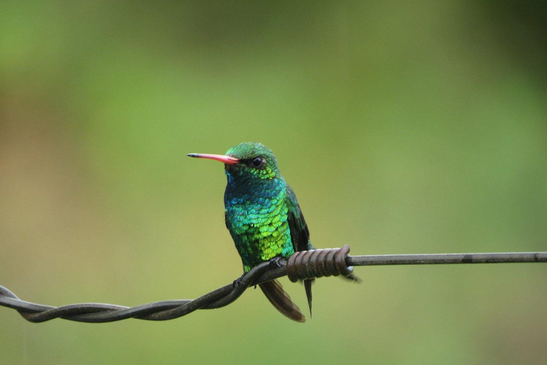 Colonia del Sacramento: Birdwatching Sightseeing Tour in the Historic District