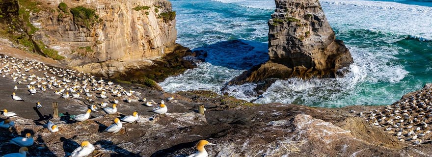 Auckland : visite de la côte ouest sauvage et des plages de sable noir, déjeuner compris