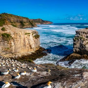 Auckland: Wild West Coast, Black Sand Beaches Tour with Lunch