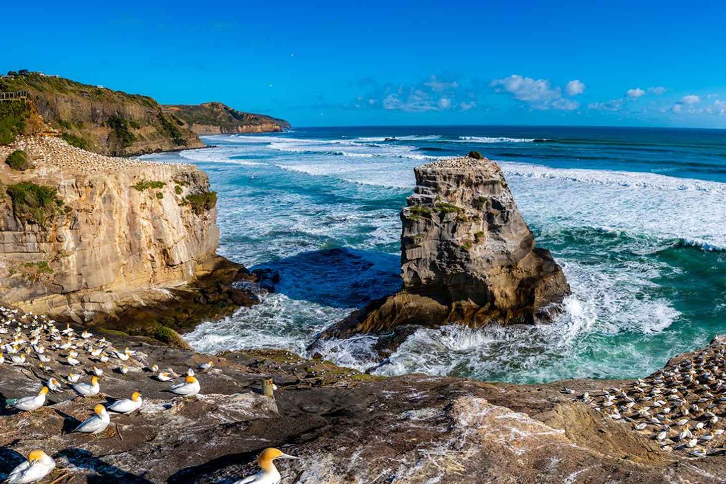 Auckland: Wild West Coast, Black Sand Beaches Tour inc Lunch - Auckland: Wild West Coast, Black Sand Beaches Tour inc Lunch