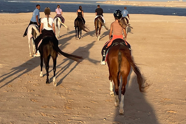 Soma Bay: Reittour mit HoteltransferSoma Bay: Reittour ohne Hoteltransfer