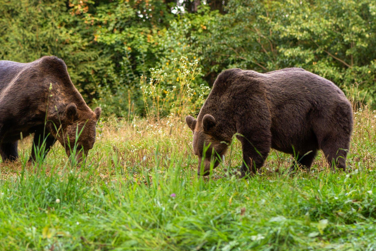 Private Bear Watching From Brasov | Szekler Food&Guarantee