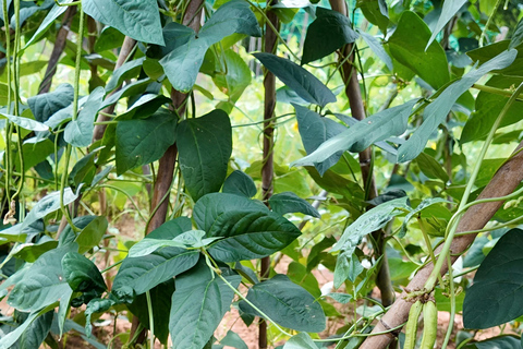 From Garden to Table: Guilin Farm & Family Meal Experience Guide for Chinese or English