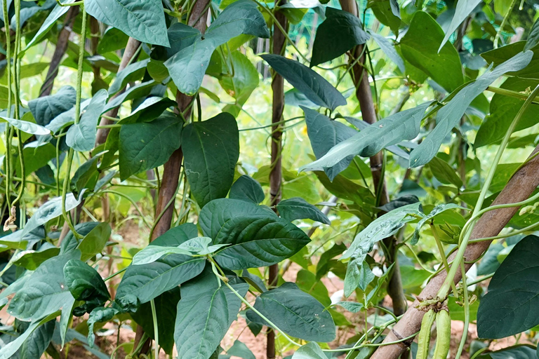 From Garden to Table: Guilin Farm & Family Meal Experience Guide for Chinese or English
