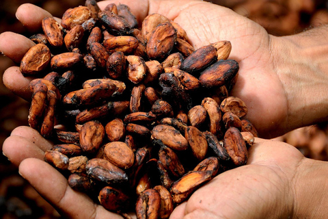 Kampala: Praktische SchokoladenherstellungKampala: Schokolade selbst machen