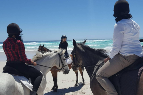 Randonnée à cheval - Vue sur la plage ou la montagne : Le Cap