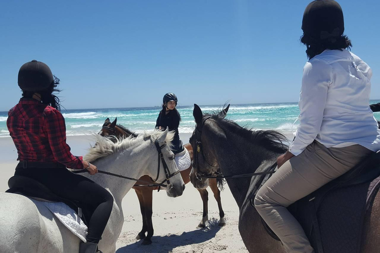 Passeggiata a cavallo - vista spiaggia o montagna : Città del Capo