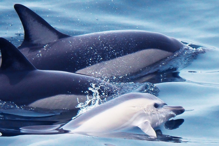 Lagos: expérience d'observation des dauphins et de la vie marineLagos : croisière d'observation de dauphins et faune marine