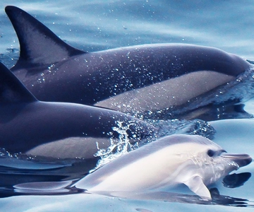 Lagos: Dolphin Watching with Professional Marine Biologists