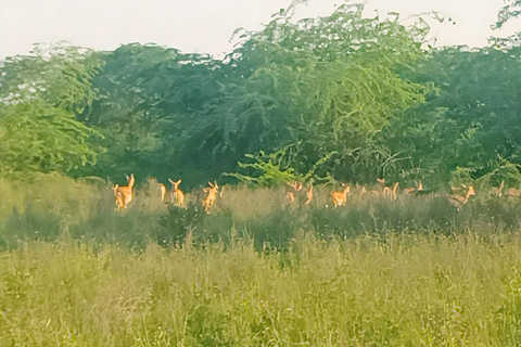 Aldea Bishnoi: recorrido de safari