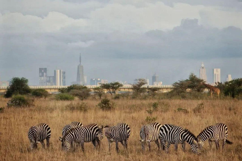 Nairobi National Park: Early Morning or afternoon adventure Early morning game drive in a Landcruiser JEEP