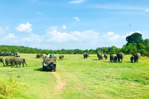 From Dambulla: Cave Temple & Kaudulla National Park Safari
