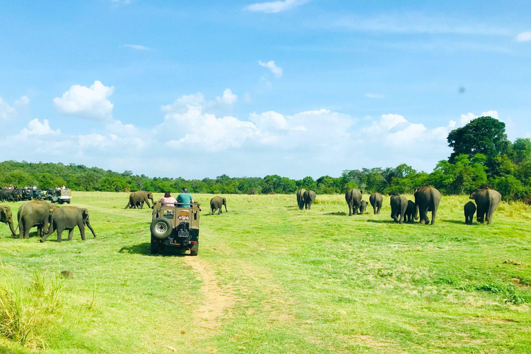 From Dambulla: Cave Temple & Kaudulla National Park Safari