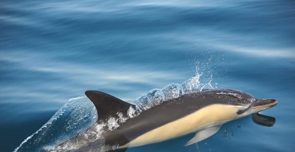 Setúbal: Dolphin-Watching Boat Tour